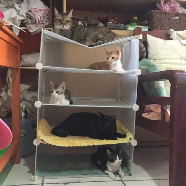 主人帮五只猫咪买新床 结果最胖的那只猫选择的位子最不适合它啊!