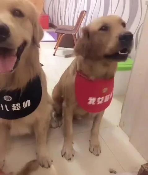 主人骗金金说要把它们的宝宝卖掉 没想到金金夫妇的反应竟然…
