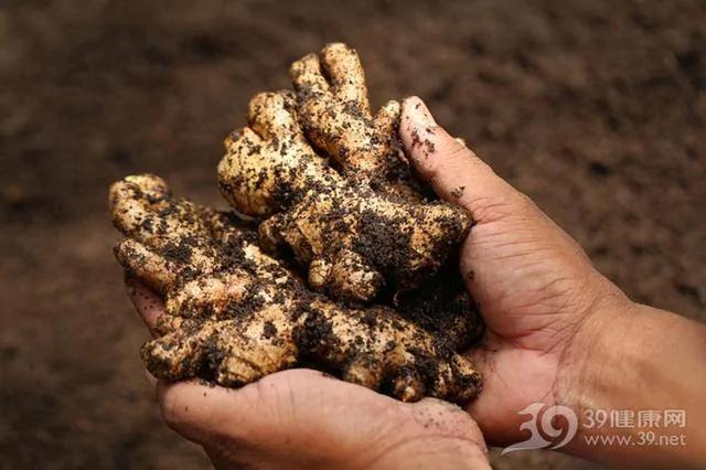 中医:中药泡水有5个“猛将” 补气健脾样样行