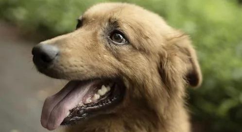 西班牙一牧羊犬双眼几乎全盲 仍每天放牧210只羊