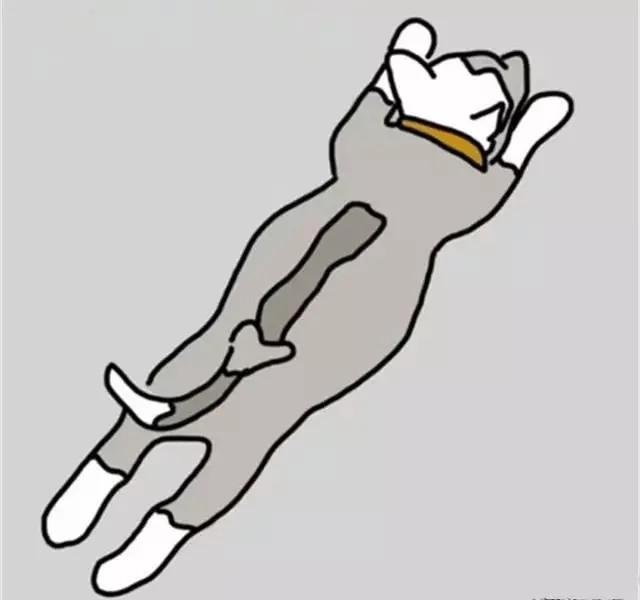 狗狗的睡姿居然还有这样的秘密