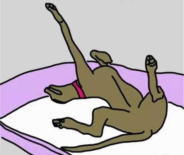 狗狗的睡姿居然还有这样的秘密