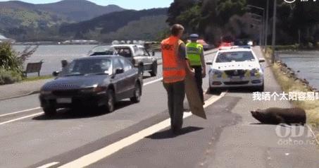 小海豹公路上晒太阳 警察天天来这里“劝它”