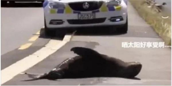 小海豹公路上晒太阳 警察天天来这里“劝它”