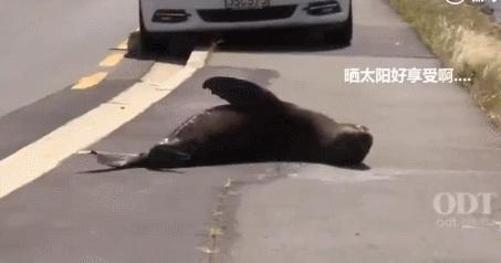 小海豹公路上晒太阳 警察天天来这里“劝它”