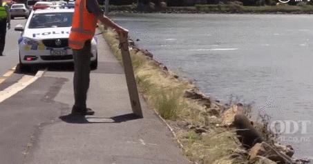 小海豹公路上晒太阳 警察天天来这里“劝它”
