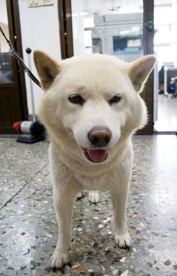 柴犬“3度离家出走”让主人超困扰 连警察都哭笑不得啊!