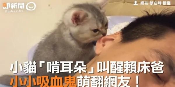 喵星人Vino“啃耳朵”叫醒赖床男主人 小小猫咪萌翻网友!
