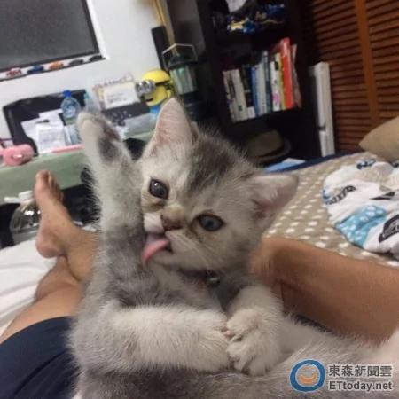 喵星人Vino“啃耳朵”叫醒赖床男主人 小小猫咪萌翻网友!