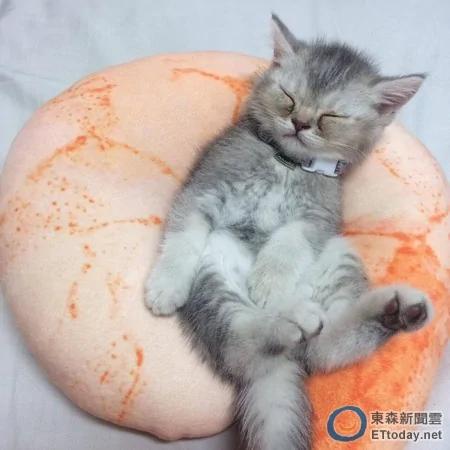 喵星人Vino“啃耳朵”叫醒赖床男主人 小小猫咪萌翻网友!