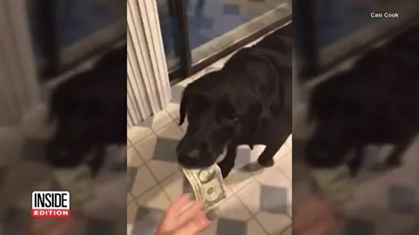 狗狗超爱从钱包偷钞票 为要回钱主人想出妙招!