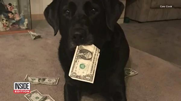 狗狗超爱从钱包偷钞票 为要回钱主人想出妙招!