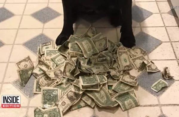 狗狗超爱从钱包偷钞票 为要回钱主人想出妙招!