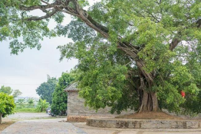 广西这座300年的古村 靠簸箕粉征服了城里人