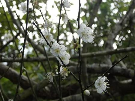 梅花含苞盼冷风 梅岭紫牡丹独自灿烂
