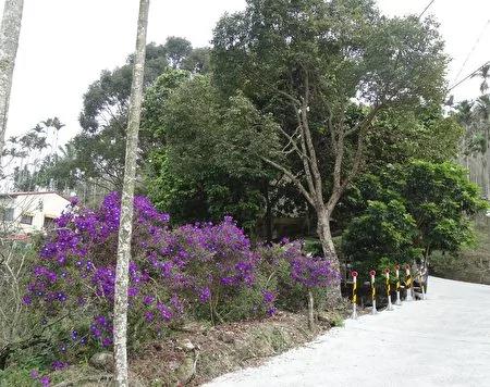 梅花含苞盼冷风 梅岭紫牡丹独自灿烂