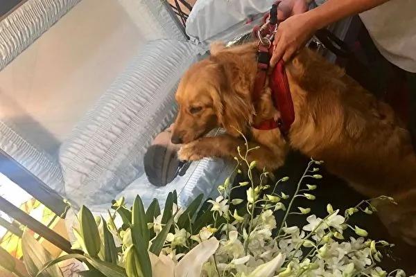 金毛忠犬失主人夜晚悲哭 扶棺守灵数日不肯离去!