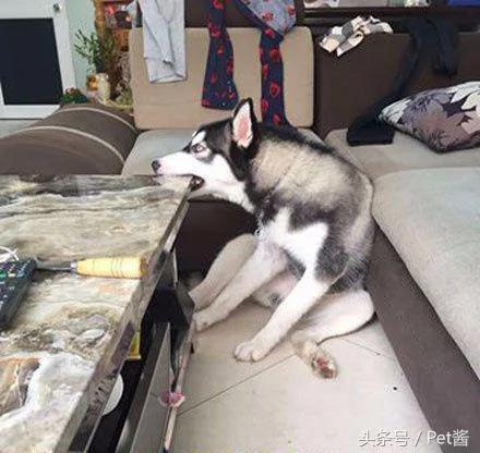 哈士奇咬坏几个茶几 主人换上石头桌 二哈一咬就崩溃了!