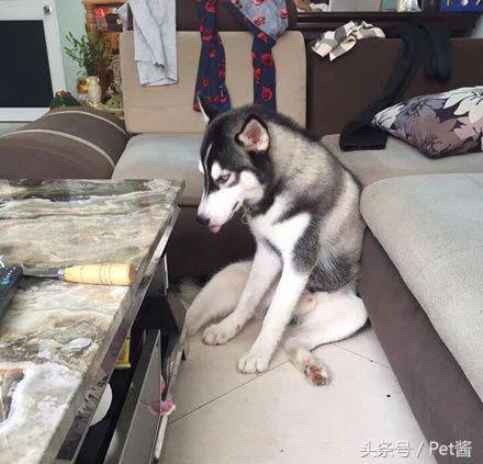 哈士奇咬坏几个茶几 主人换上石头桌 二哈一咬就崩溃了!