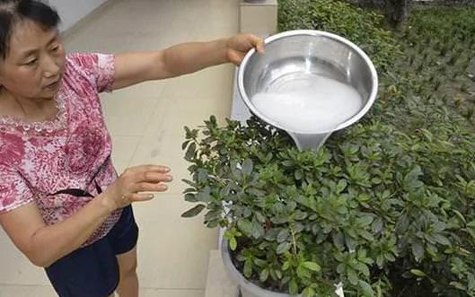 别再用淘米水浇花 花都浇死了 老花农教你一妙招 养花轻松爆盆