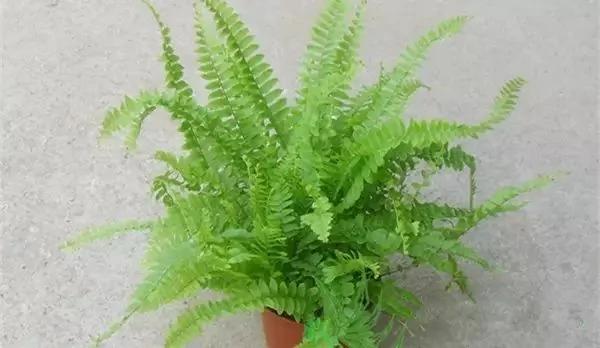 厕所必种的7种植物 现在入手还来得及