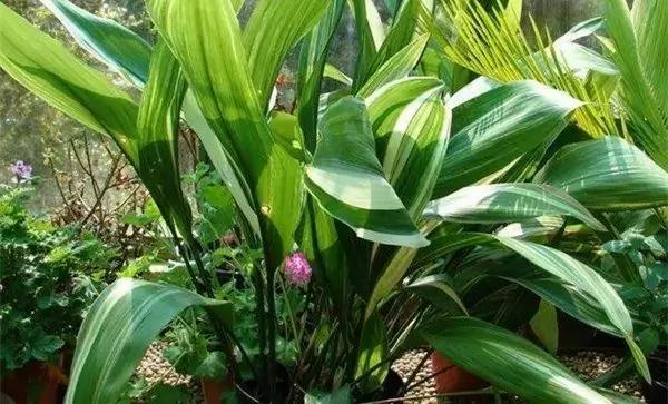 厕所必种的7种植物 现在入手还来得及
