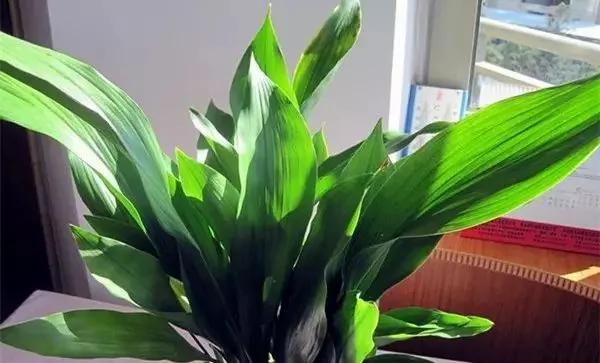 厕所必种的7种植物 现在入手还来得及