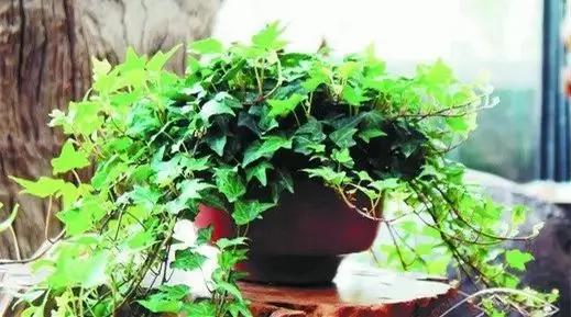 厕所必种的7种植物 现在入手还来得及