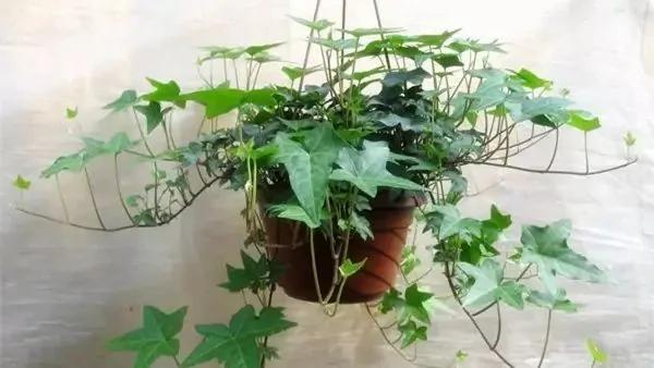 厕所必种的7种植物 现在入手还来得及