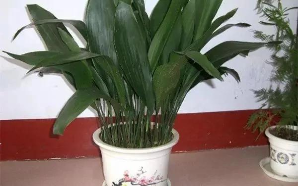 厕所必种的7种植物 现在入手还来得及