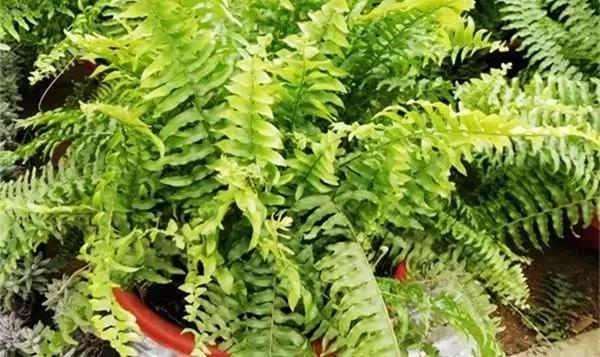 厕所必种的7种植物 现在入手还来得及