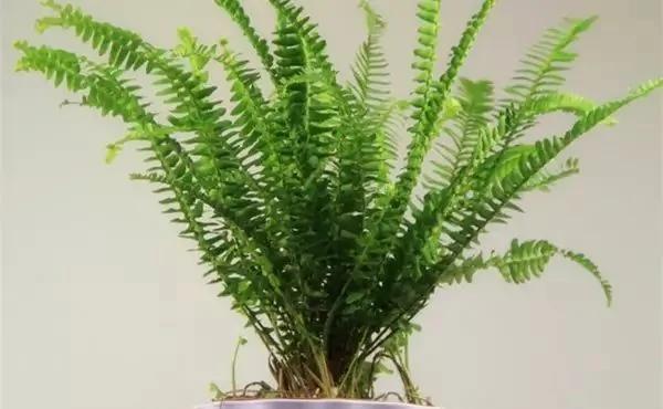 厕所必种的7种植物 现在入手还来得及