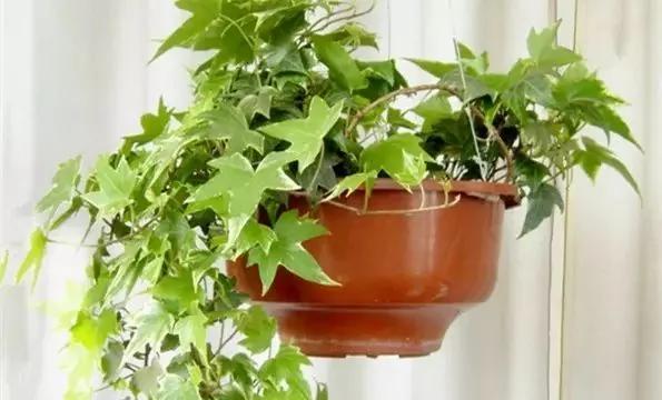 厕所必种的7种植物 现在入手还来得及