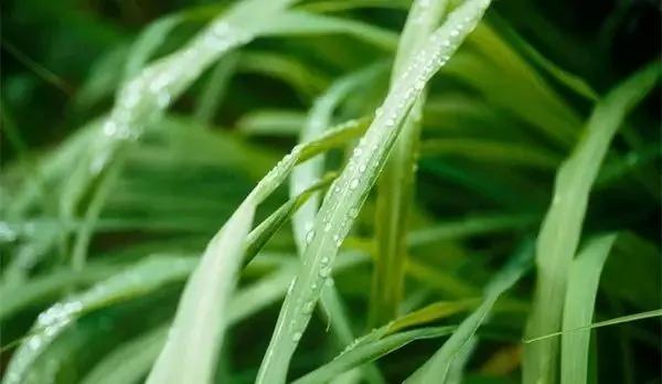 厕所必种的7种植物 现在入手还来得及