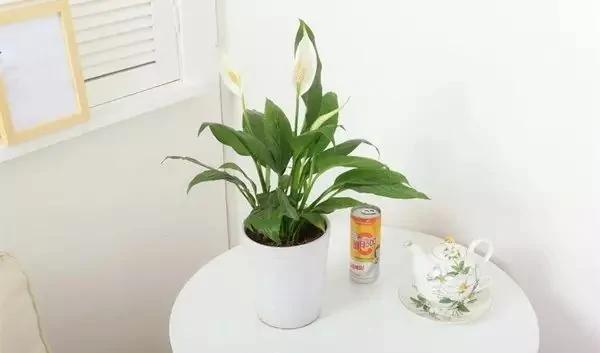 厕所必种的7种植物 现在入手还来得及