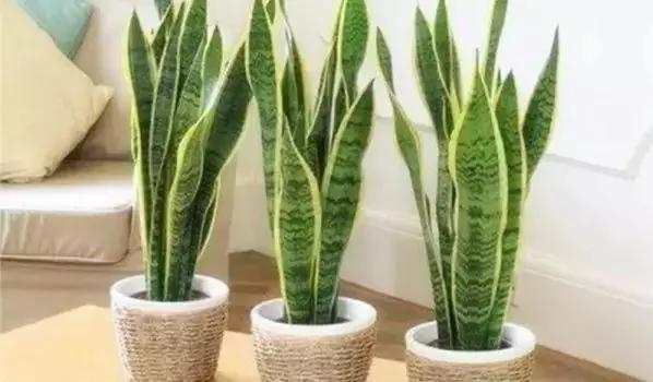 厕所必种的7种植物 现在入手还来得及