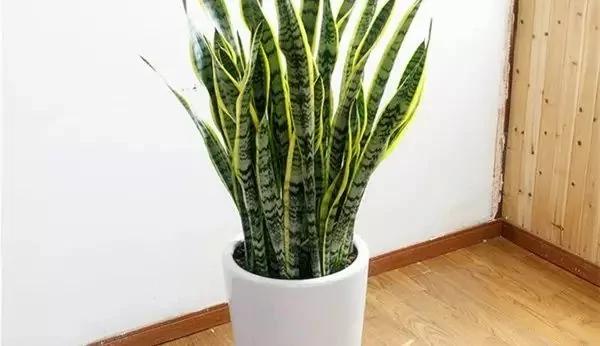 厕所必种的7种植物 现在入手还来得及