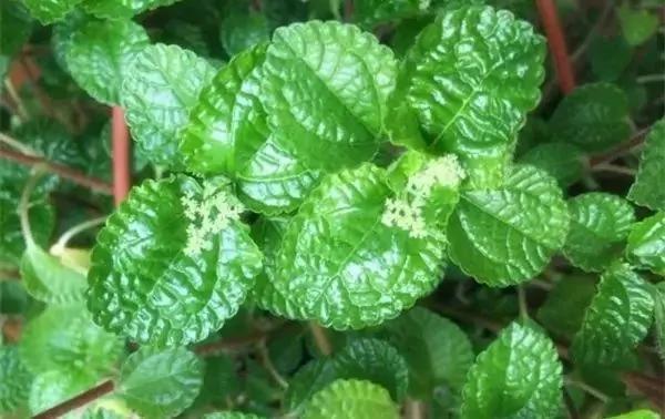 厕所必种的7种植物 现在入手还来得及
