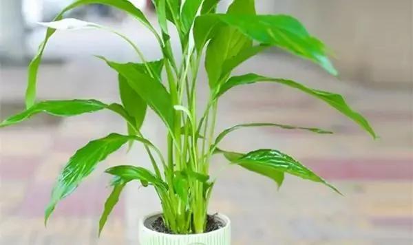 厕所必种的7种植物 现在入手还来得及