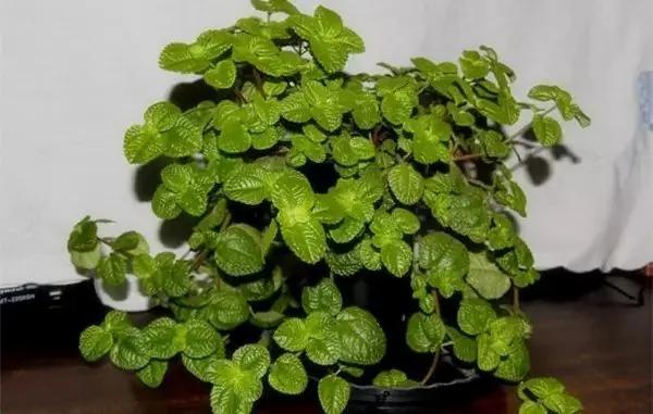 厕所必种的7种植物 现在入手还来得及