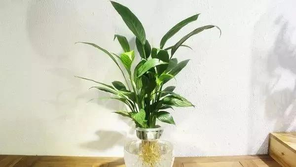 厕所必种的7种植物 现在入手还来得及