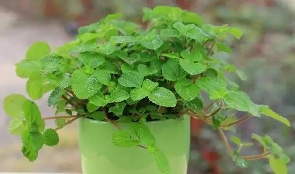 厕所必种的7种植物 现在入手还来得及