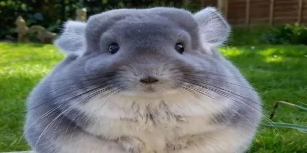 一群肥臀的龙猫 感受一下龙猫界的金卡戴珊