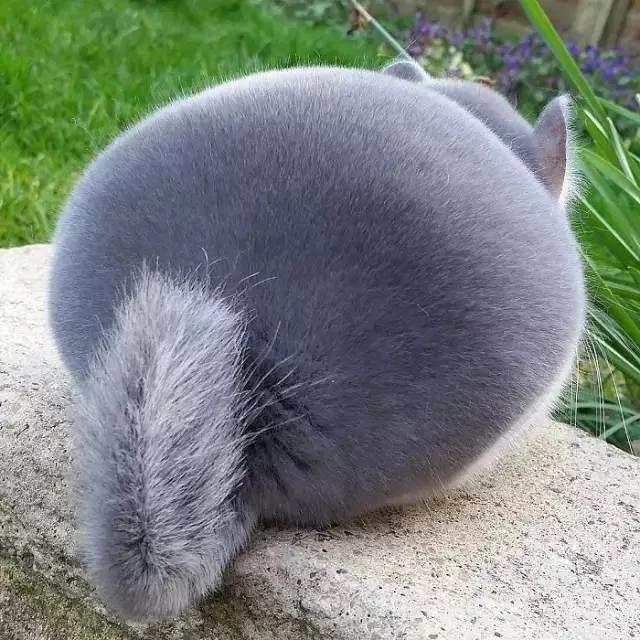一群肥臀的龙猫 感受一下龙猫界的金卡戴珊