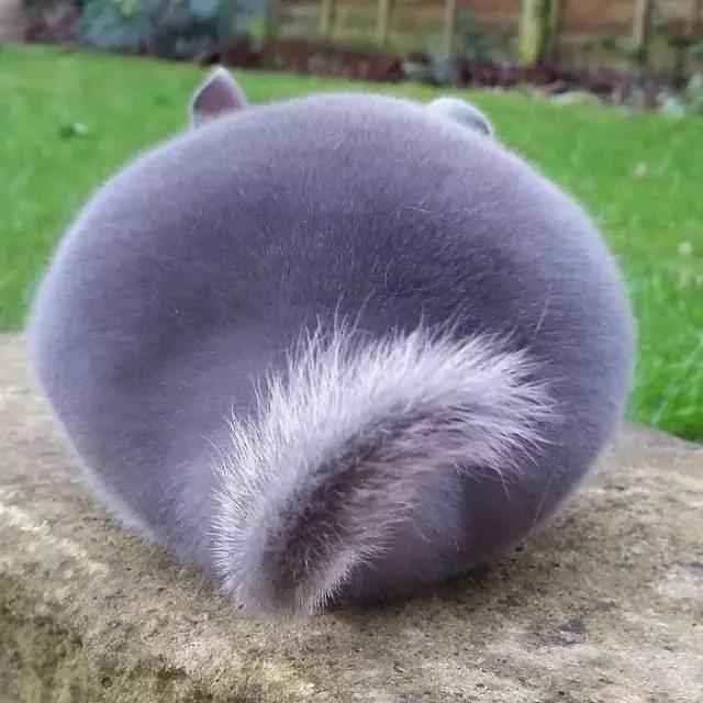 一群肥臀的龙猫 感受一下龙猫界的金卡戴珊