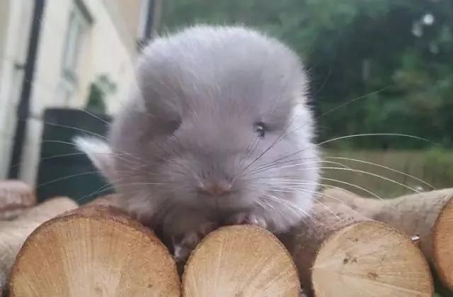 一群肥臀的龙猫 感受一下龙猫界的金卡戴珊