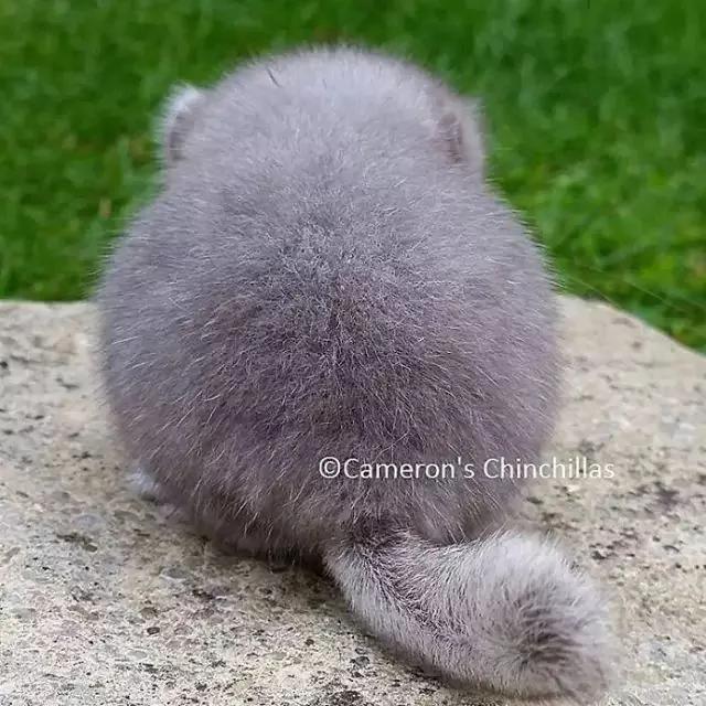 一群肥臀的龙猫 感受一下龙猫界的金卡戴珊