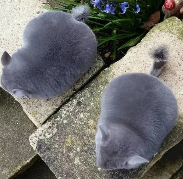 一群肥臀的龙猫 感受一下龙猫界的金卡戴珊