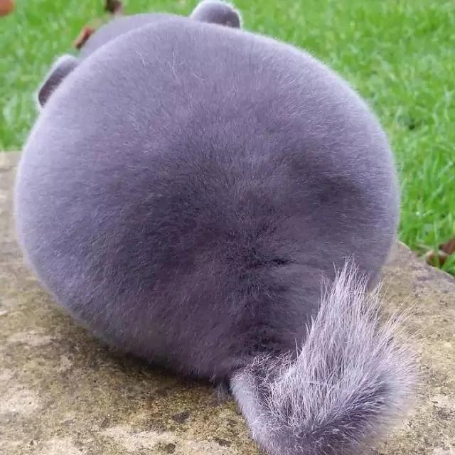 一群肥臀的龙猫 感受一下龙猫界的金卡戴珊