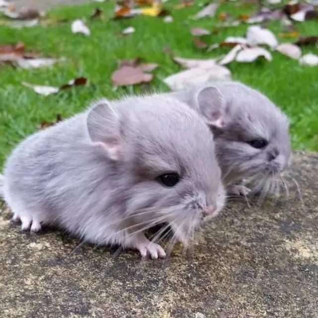 一群肥臀的龙猫 感受一下龙猫界的金卡戴珊